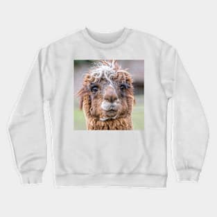 Llama Crewneck Sweatshirt